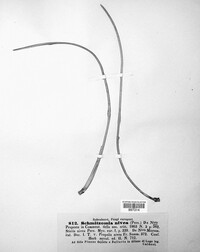 Cyclaneusma niveum image